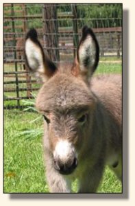 Wit's End Ruff-N-Ready