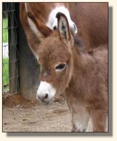 Wit's End Scarlet Ribbon