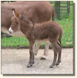 Wit's End Scarlet Ribbon