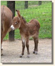 Wit's End Scarlet Ribbon