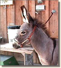 Wee Farm II's Sweet Nothings