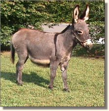 Wee Farm II's Sweet Nothings