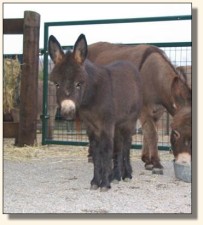 Wits End Princess Shy-Anne