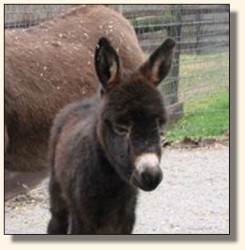 Wits End Princess Shy-Anne