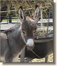 Wit's End Smoke Signal