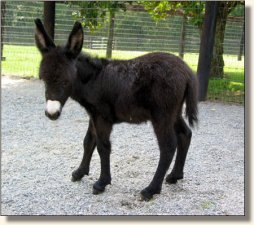 Wit's End Soldier Boy