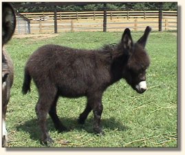 Wit's End Soldier Boy