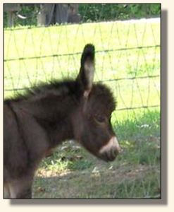 Wit's End Speed-Way aka Speedo