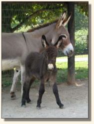 Wit's End Speed-Way aka Speedo