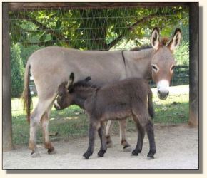 Wit's End Speed-Way aka Speedo