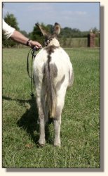 Spot Check, spotted gelding show prospect