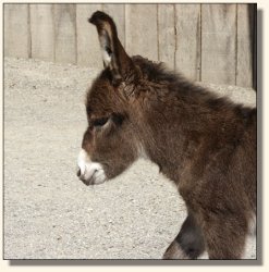 Wit's End Appalachian Foxfire