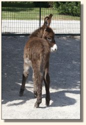 Wit's End Appalachian Foxfire