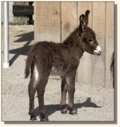 Wit's End Appalachian Foxfire