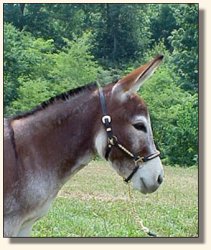 Windcrest Strawberry Jam