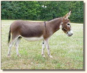 Windcrest Summer Sunrise