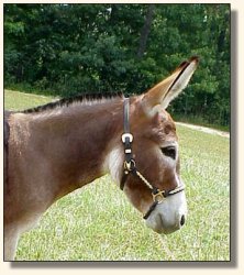 Windcrest Summer Sunrise