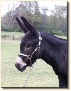 Sunset Acres Sweet Pea