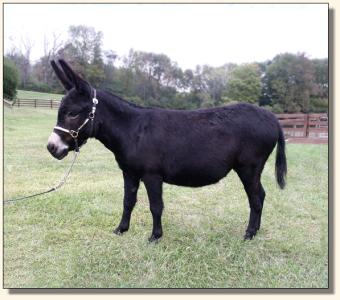 Sunset Acres Sweet Pea