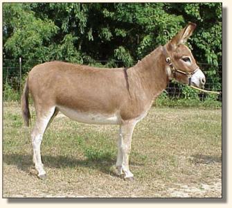 Windcrest Tangerine Twis