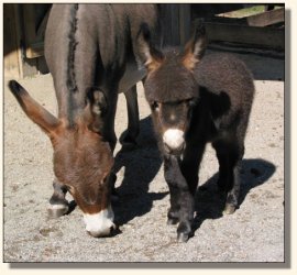 Wit's End Track Favorite