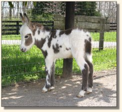 Wit's End Tyger Heart