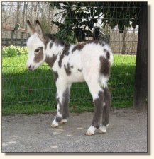 Wit's End Tyger Heart