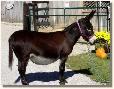 Arcadian Black Velvet Heavy in Foal October 2006 