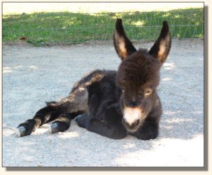 Wit's End Whistlin' Dixie