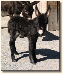 Wit's End Whistlin' Dixie