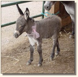 WhyNameIt Farm's Just Precious