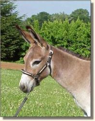 Windcrest Little William (15,499 bytes)