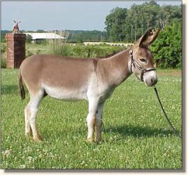 Windcrest Little William (20,805 bytes)