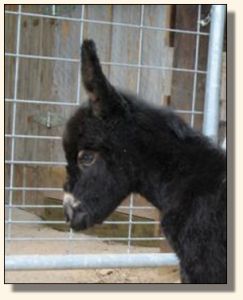 Wit's End Out of This World, aka Wurly Gurly