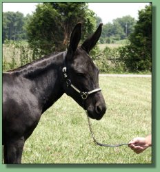 MGF Venus X-Phile 600