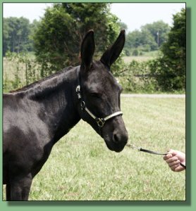 MGF Venus X-Phile 600