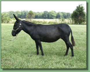 MGF Venus X-Phile 600