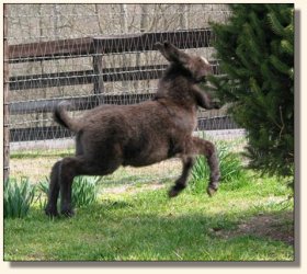 Wit's End X-treme Elegance, aka Ellie - 2 weeks old