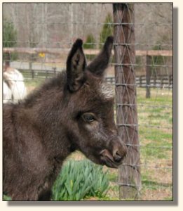 Wit's End X-treme Elegance, aka Ellie - 2 weeks old