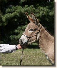 My World Zena Warrior Princess