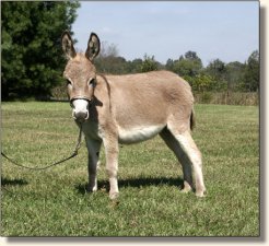 My World Zena Warrior Princess